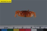 藏品(雙扇股窗蟹)的圖片